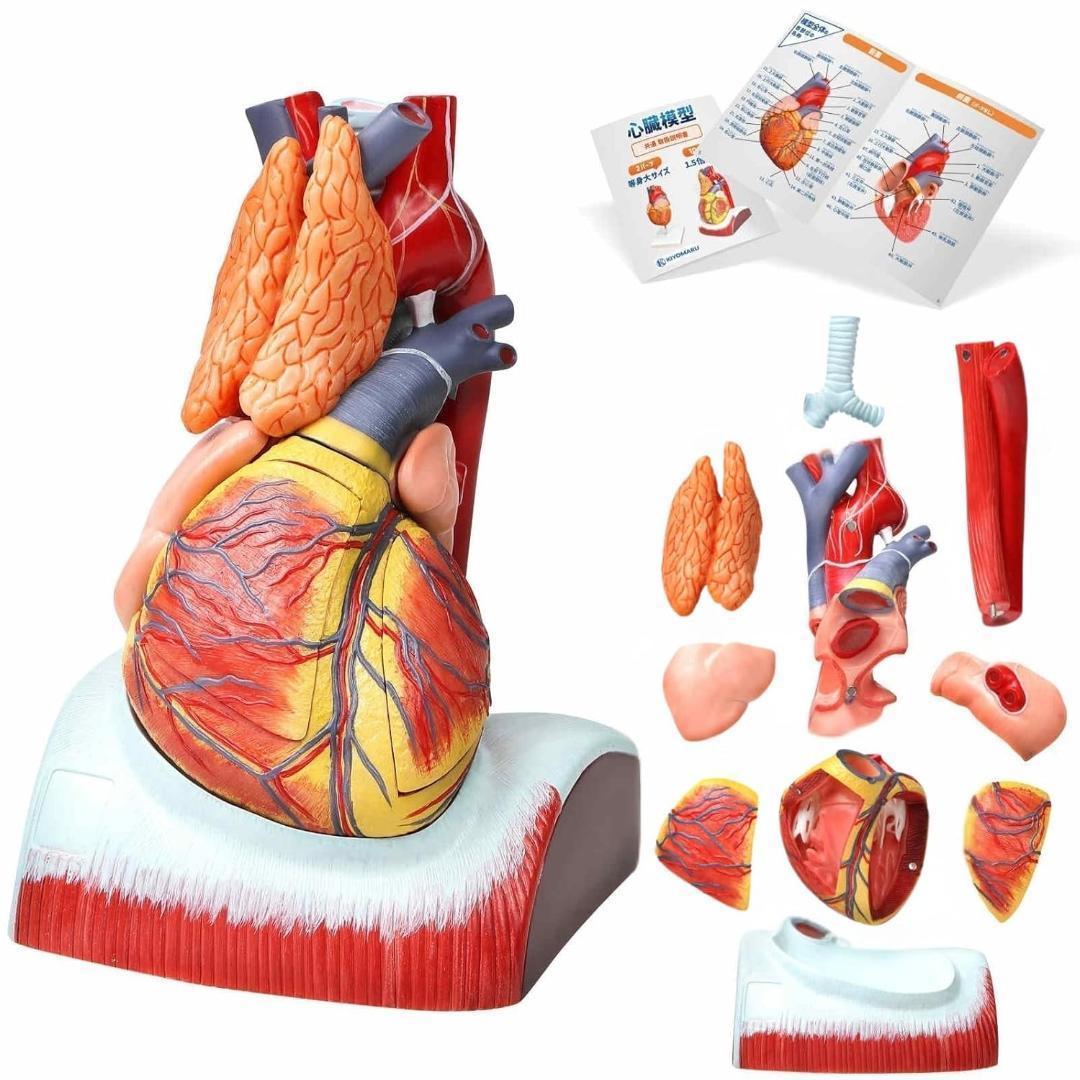 ⭐️新品 KIYOMARU 心臓模型 1.5倍大 10パーツ分解 医療 教育用途