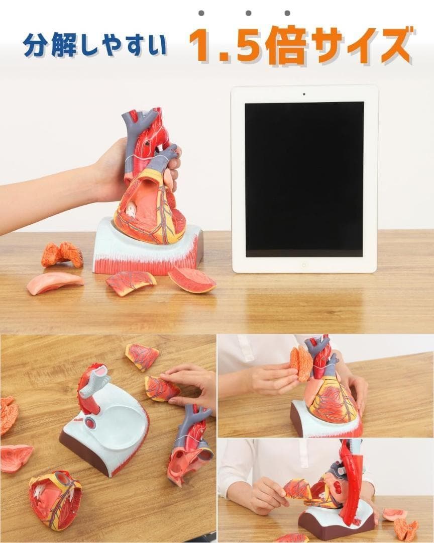 ⭐️新品 KIYOMARU 心臓模型 1.5倍大 10パーツ分解 医療 教育用途