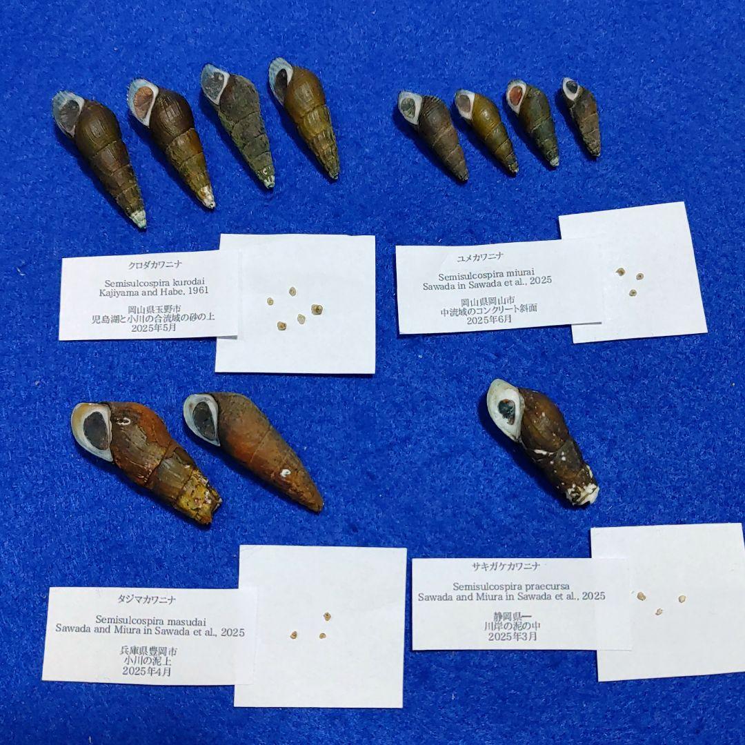 カワニナ新種　淡水貝　貝殻　標本 本州からカワニナの3新種を発見―琵琶湖に起源を持つ貝類の湖外での多様