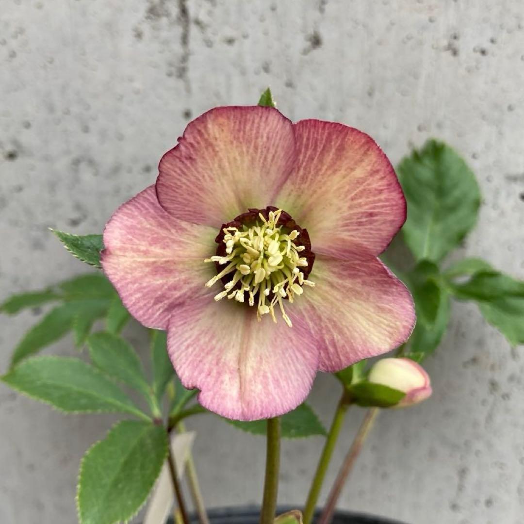 クリスマスローズ 開花株 4.5寸 昨シーズン購入苗 加藤農園 2/27まで