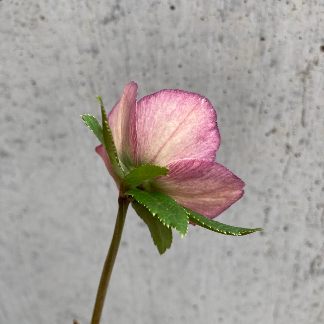 クリスマスローズ 開花株 4.5寸 昨シーズン購入苗 加藤農園 2/27まで