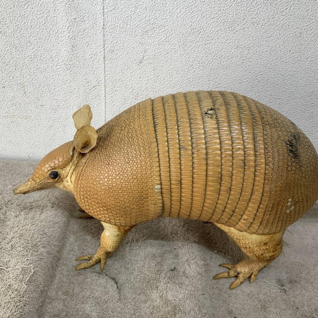 希少！ アルマジロ 剥製 希少動物 珍品 XZ4035 - メルカリ