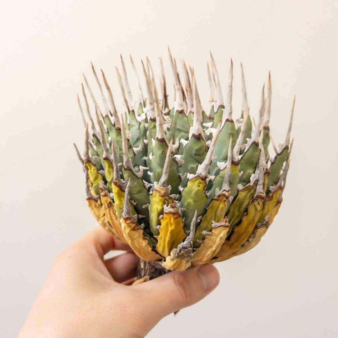 20 微発根済み ユタエンシス エボリスピナ 現地株 ベアルート 陽炎 アガベ 20 微発根済み ユタエンシス エボリスピナ 現地株 ベアルート 陽炎