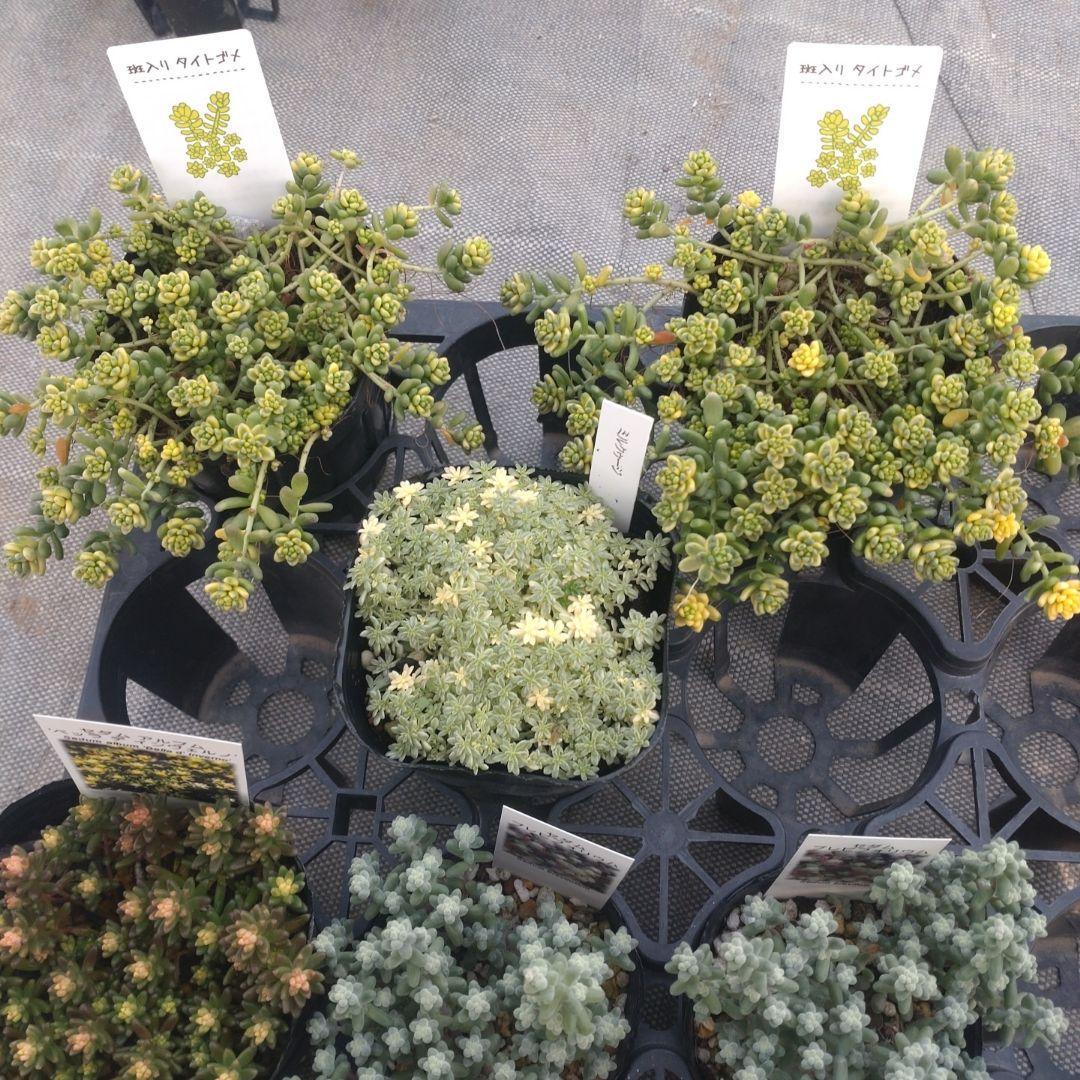 とんこさん専用