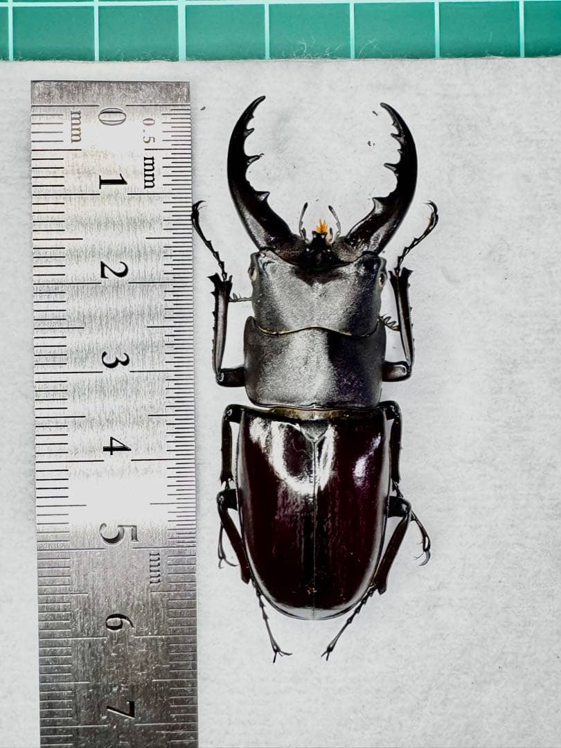 イヘヤノコギリクワガタ 標本個体 イヘヤノコギリクワガタ 大型ペア ♂56.1mm♀34.4mm 伊平屋島 - Insect