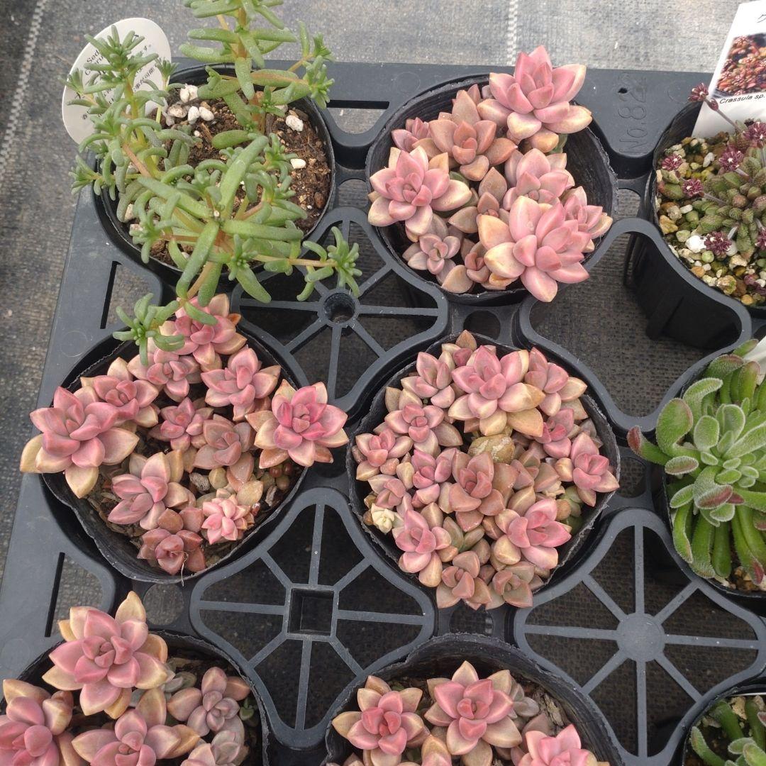 Chikoꕤ︎︎·͜·さん専用