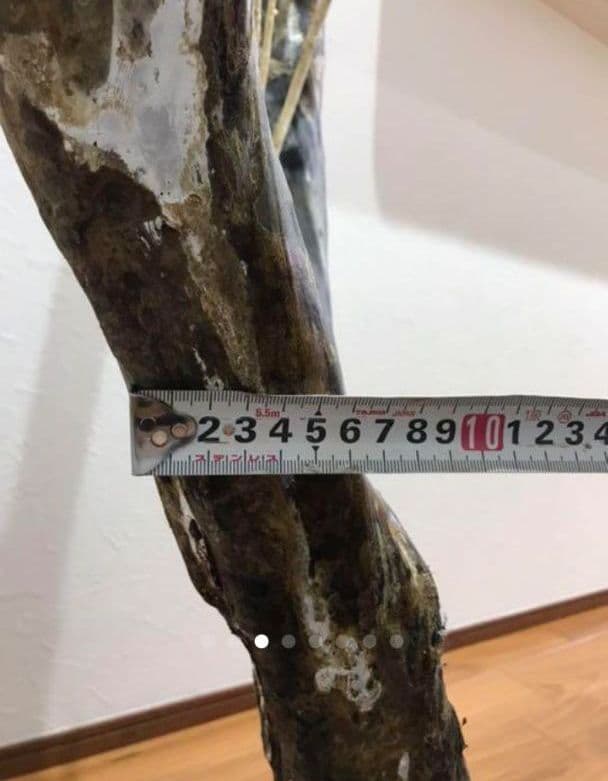 海松 深海松 レインボーコーラル 原木 珊瑚 希少 - メルカリ