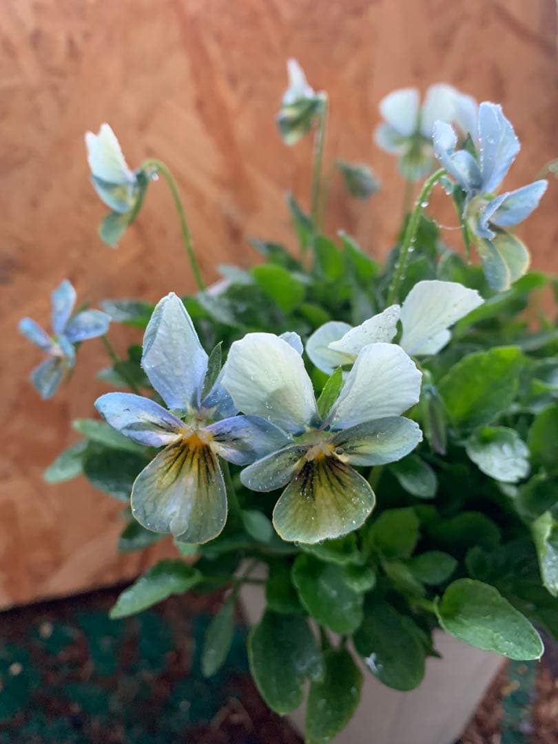 M*I様 すみれ図鑑 1苗 クレールドゥリュンヌ1苗no3 - メルカリ