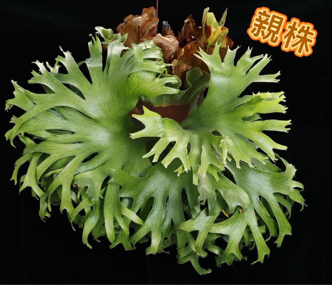 ビカクシダP. Flamenco (hillii x coronarium)TC - メルカリ