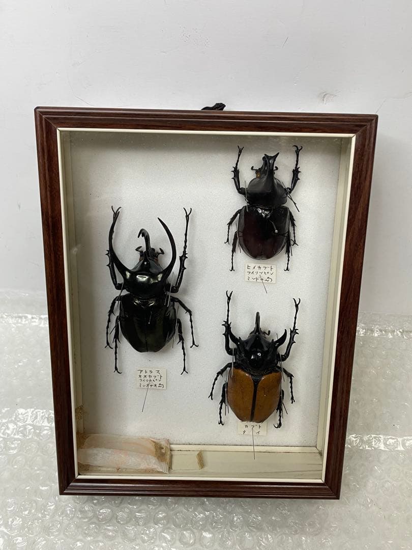標本 名蝶社 カブトムシ クワガタ 3種 標本ケース入り