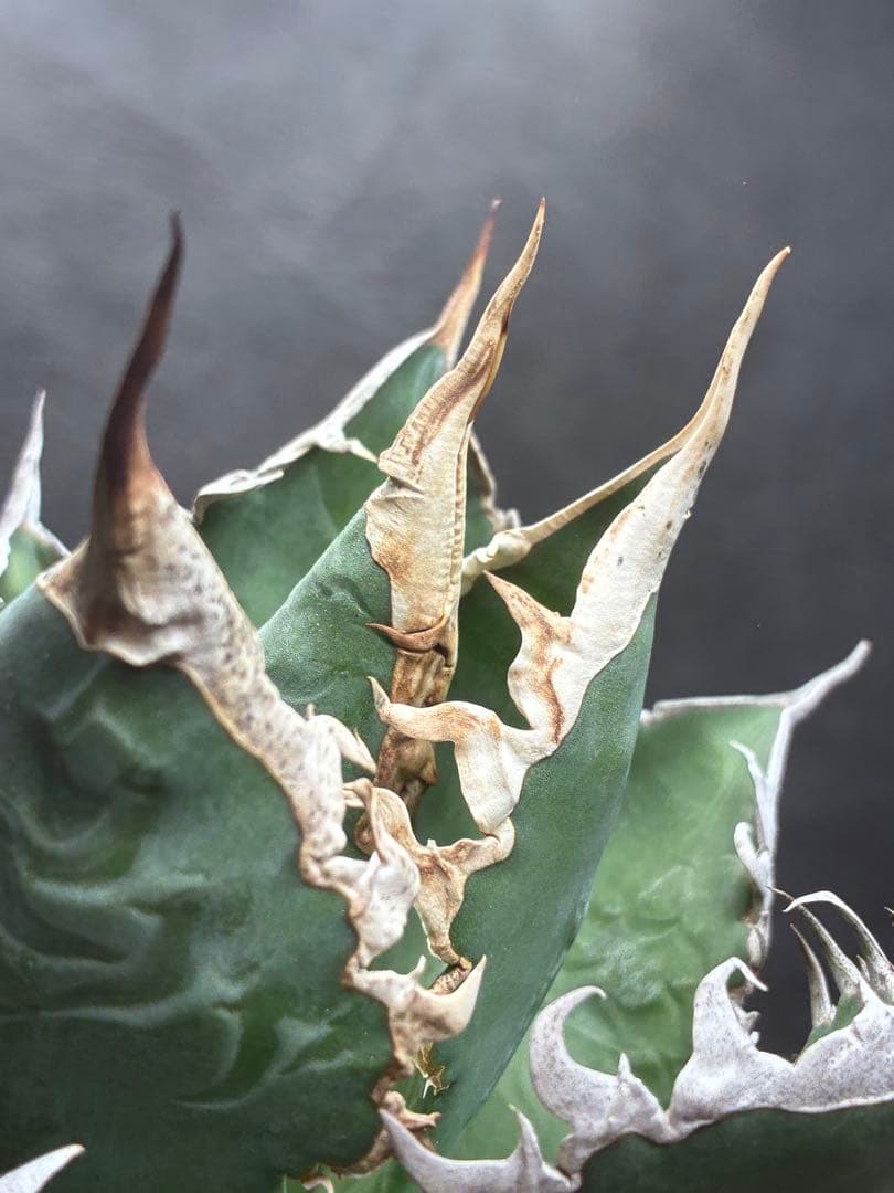 アガベ チタノタ 「海王」ミイラ 極上絶狂棘 濃い緑肌 密棘 優良血統