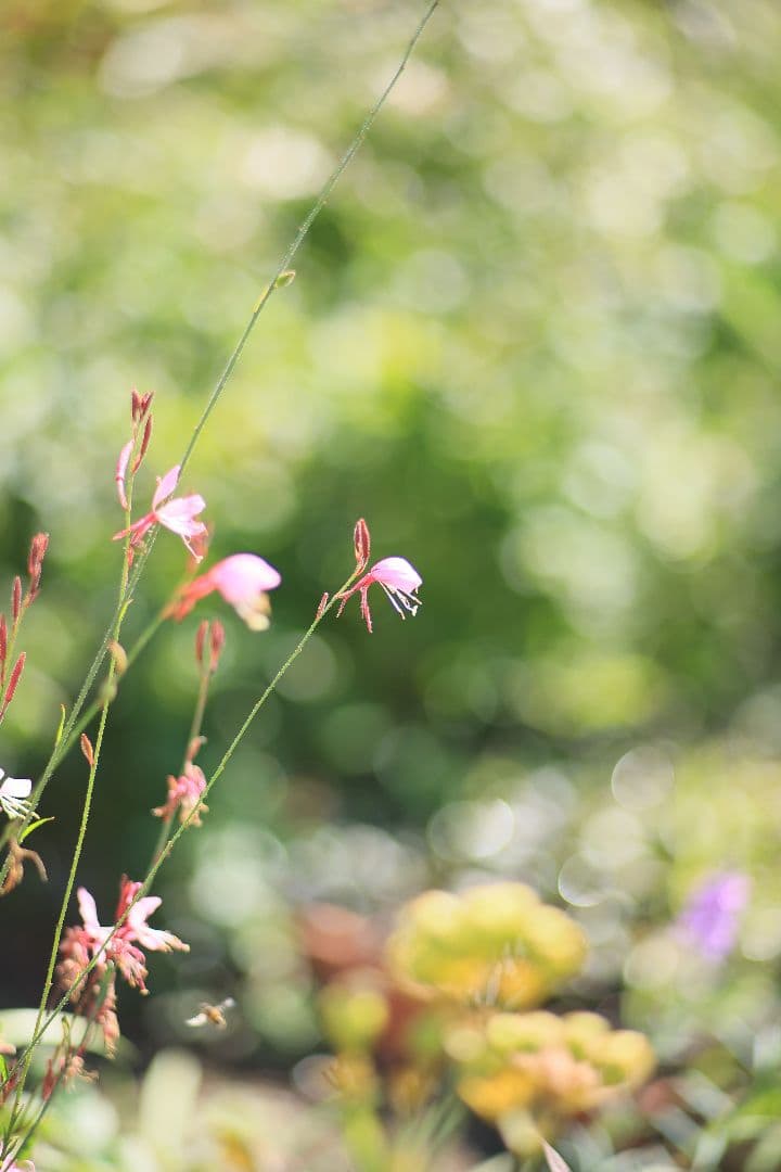 《希少》CANON New FD 100mm F2 【良品】