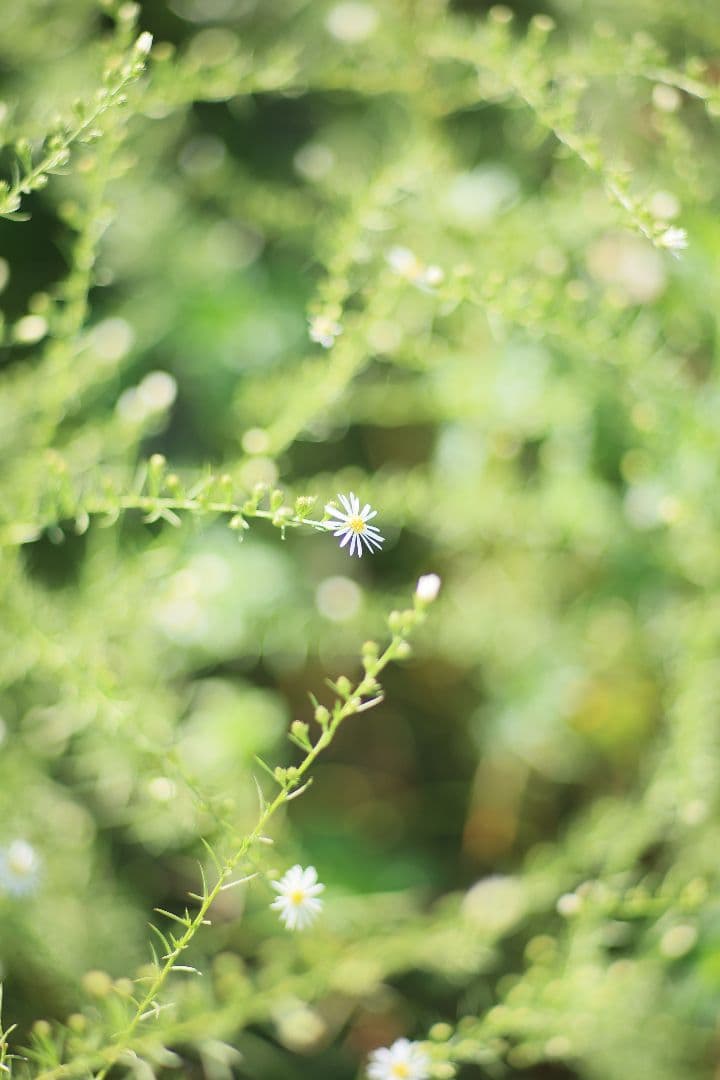 《希少》CANON New FD 100mm F2 【良品】