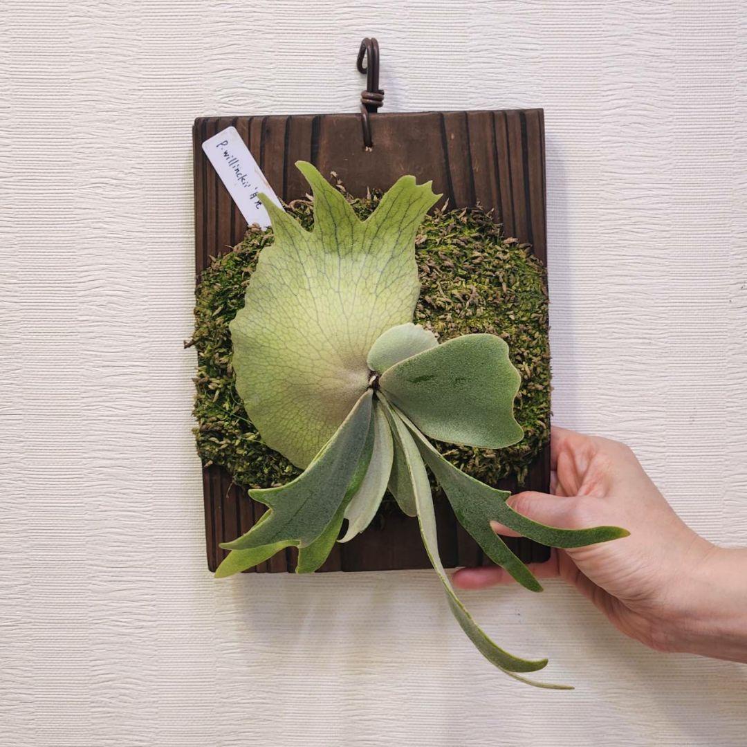 月光爪哇OC子株 ウィリンキー ビカクシダ willinckii ゲッコウジャワ