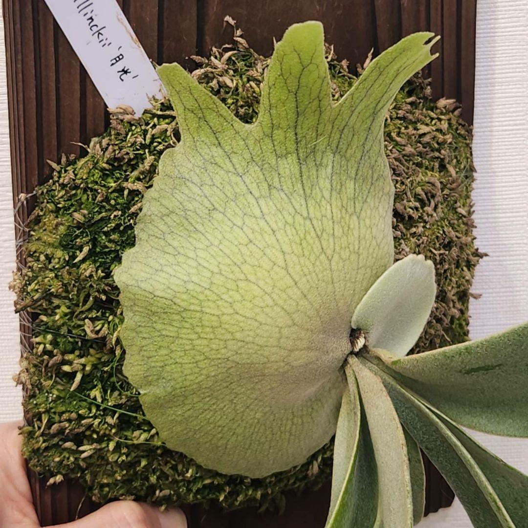 月光爪哇OC子株 ウィリンキー ビカクシダ willinckii ゲッコウジャワ