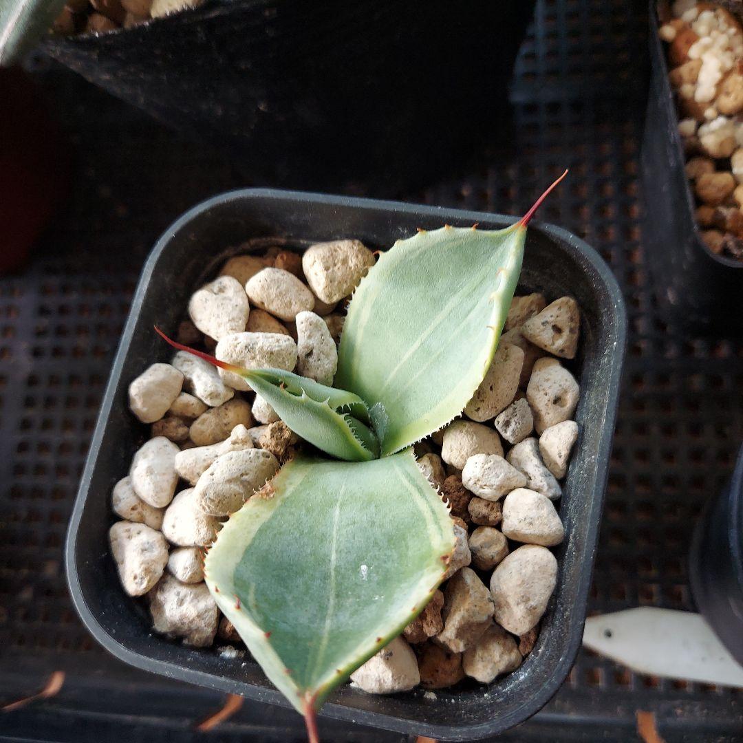 アガベ まとめ 鉢のまま発送 メルカリ便