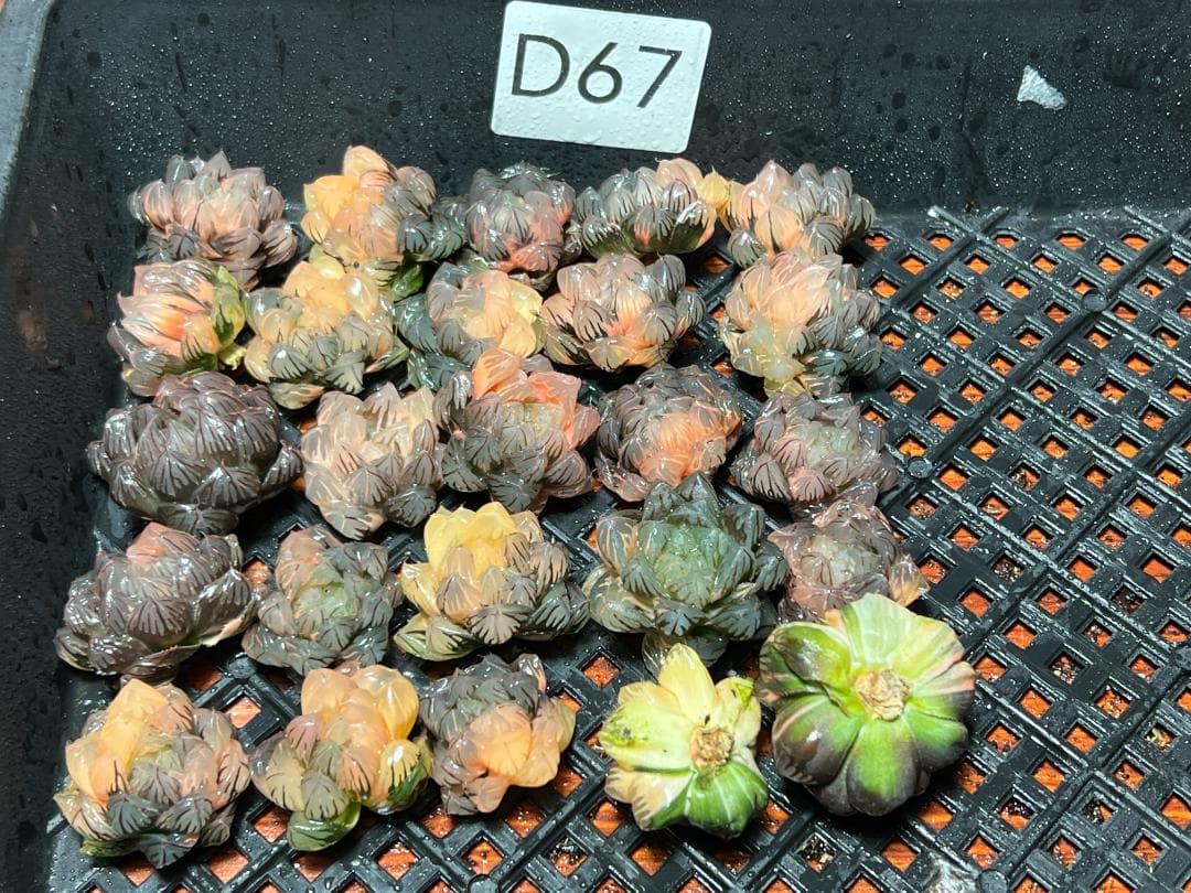 み*し様 多肉植物 ハオルチア オブツーサ錦 水中月錦 超美品 25株