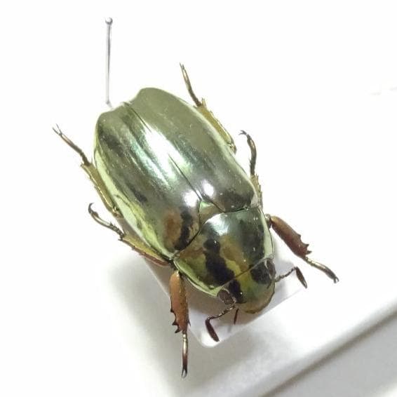 ベイツプラチナコガネ 昆虫 標本 - メルカリ