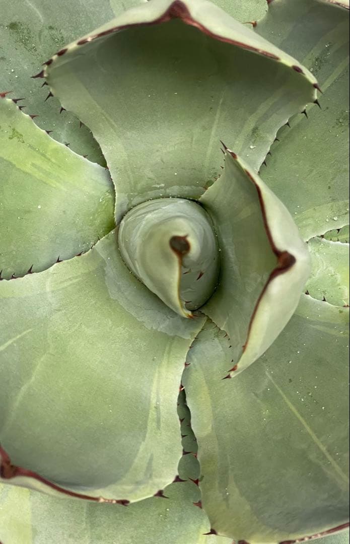 アガベ パリー トランカータ 斑入り 検） オバティフォリア モンタナ