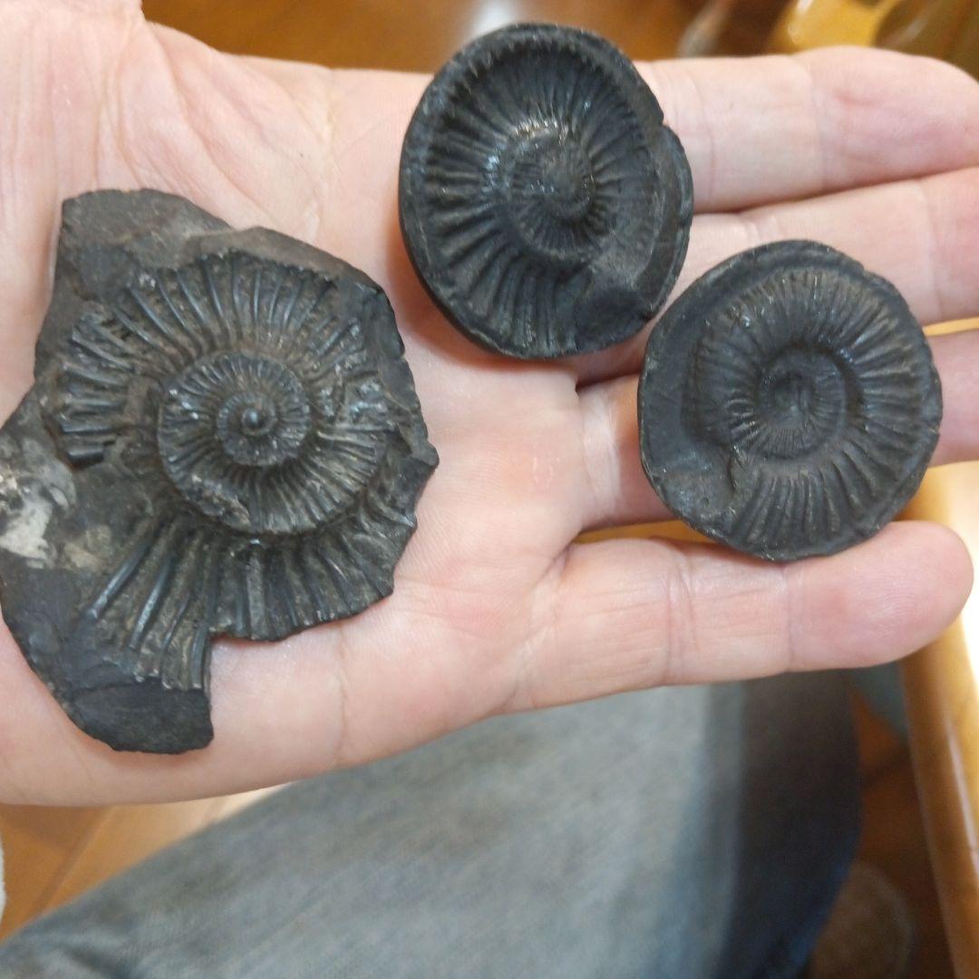 ネパールムクチナート産出。黒色アンモナイト化石 大きいサイズ(希少