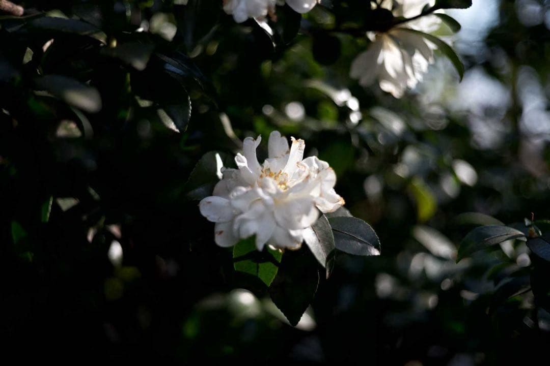 Rodenstock Heligon 50mm f2（ライカMマウント改造品） - メルカリ