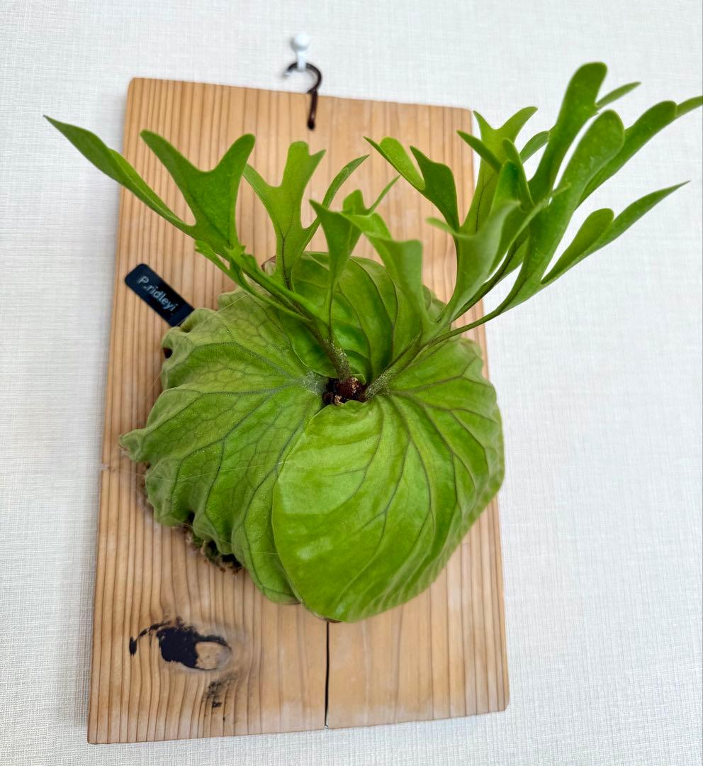 ビカクシダ　リドレイ　板付 通販】ビカクシダ・リドレイ 板付け 希少インポート 観葉植物