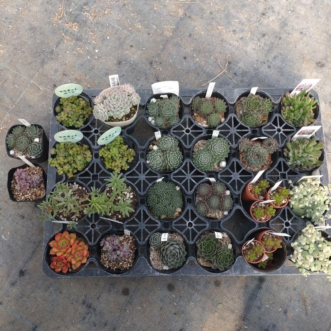 miiさん専用 Aぇ！groupのMii作りました（リクエスト） | スポーツアニメスター島