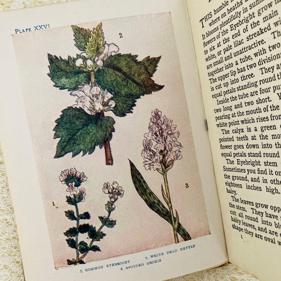 洋書 古書 アンティーク イギリスの植物図鑑 美しいカラー図版48点