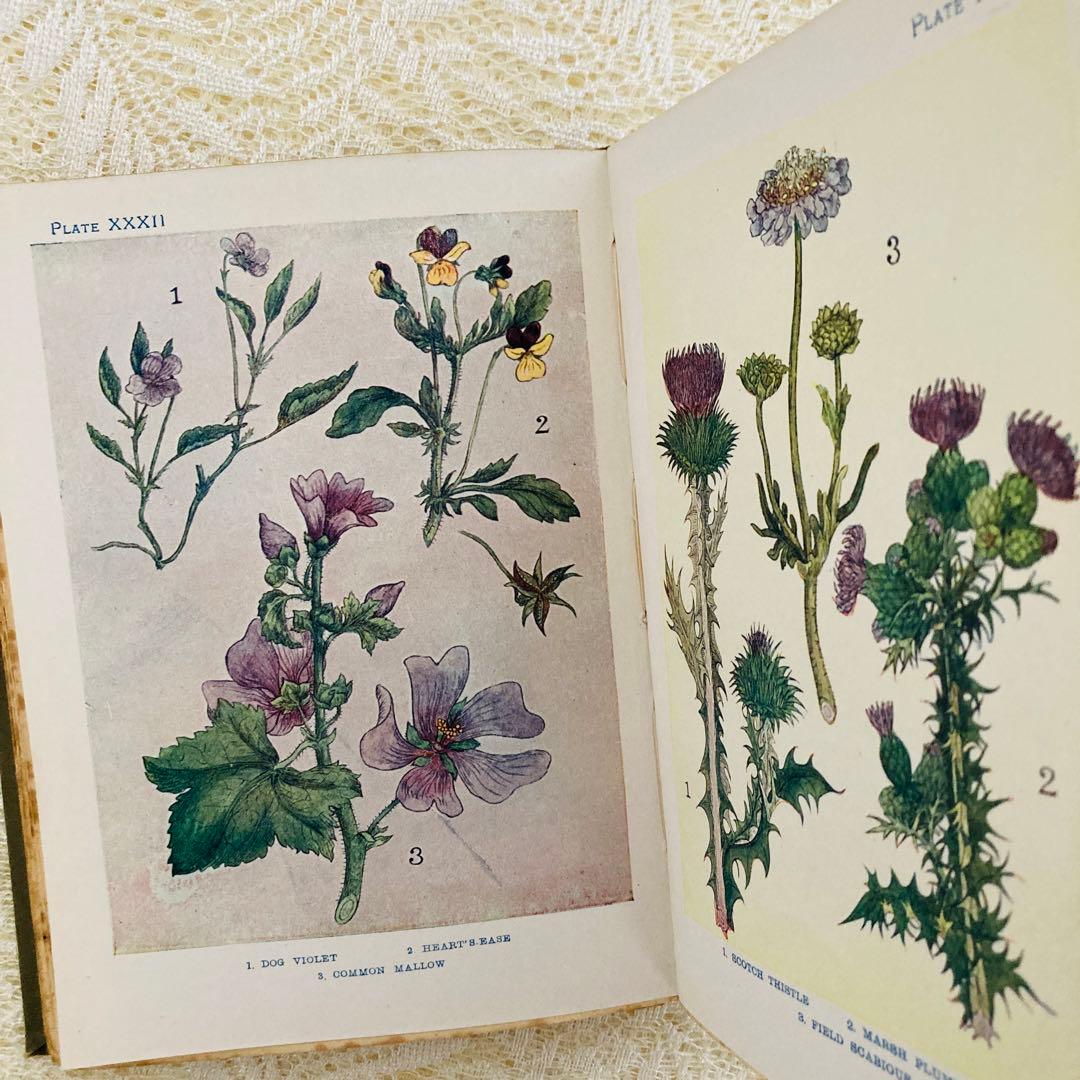 洋書 古書 アンティーク イギリスの植物図鑑 美しいカラー図版48点