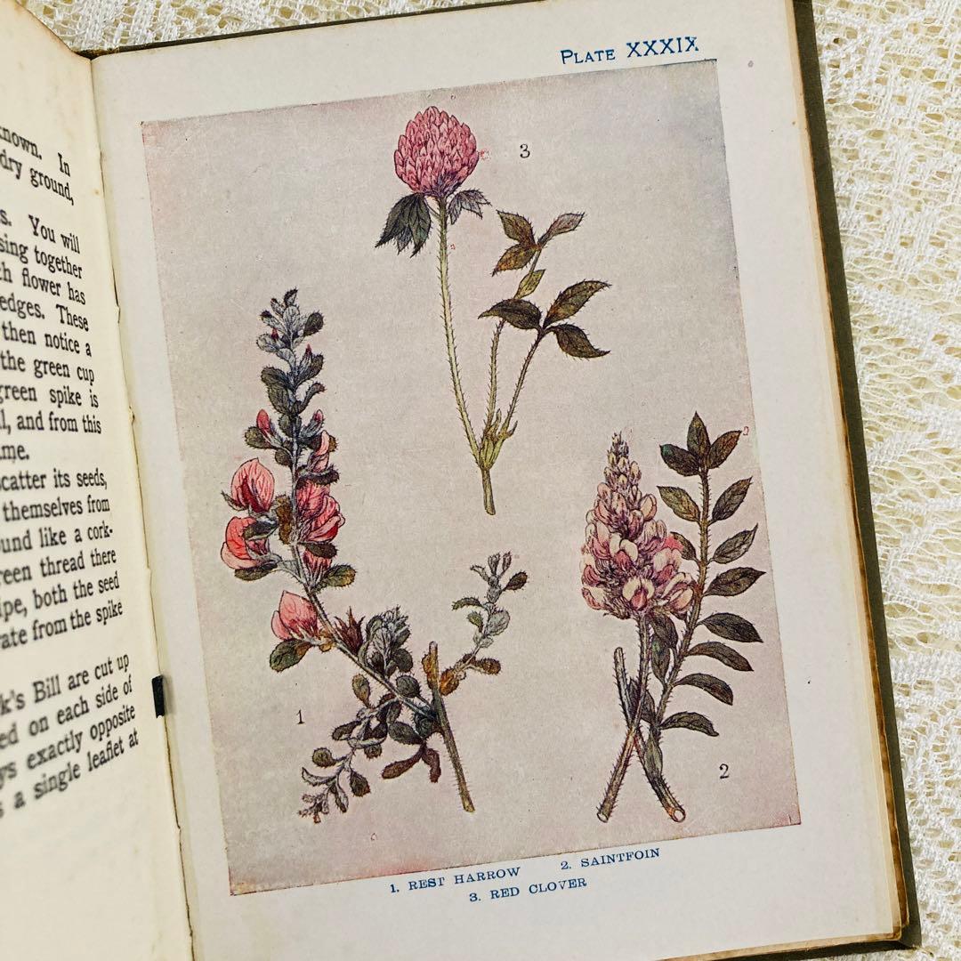 洋書 古書 アンティーク イギリスの植物図鑑 美しいカラー図版48点