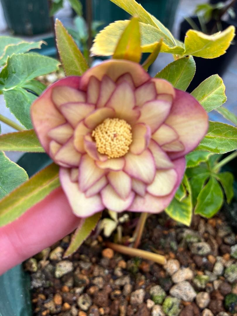 クリスマスローズ トルカ×グリーンオーレア 6寸 - メルカリ