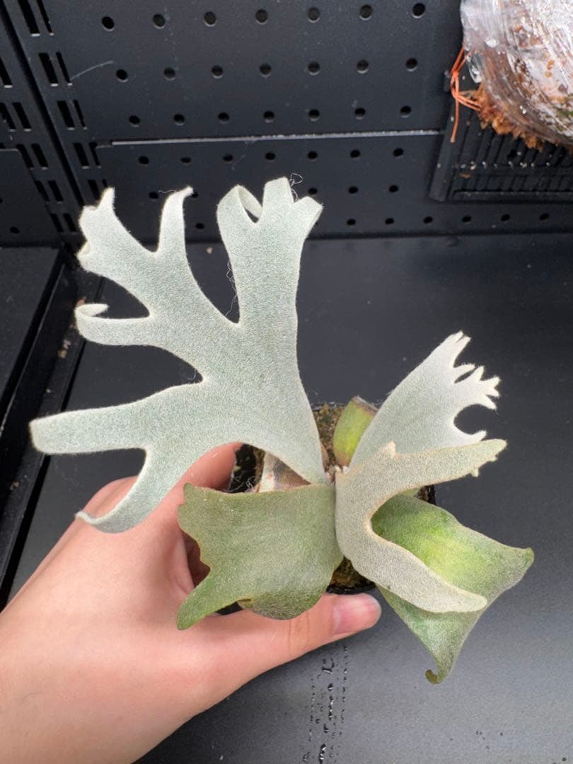 平凡之鹿】YMDS Totoro HHRナーセリータグ付け #077