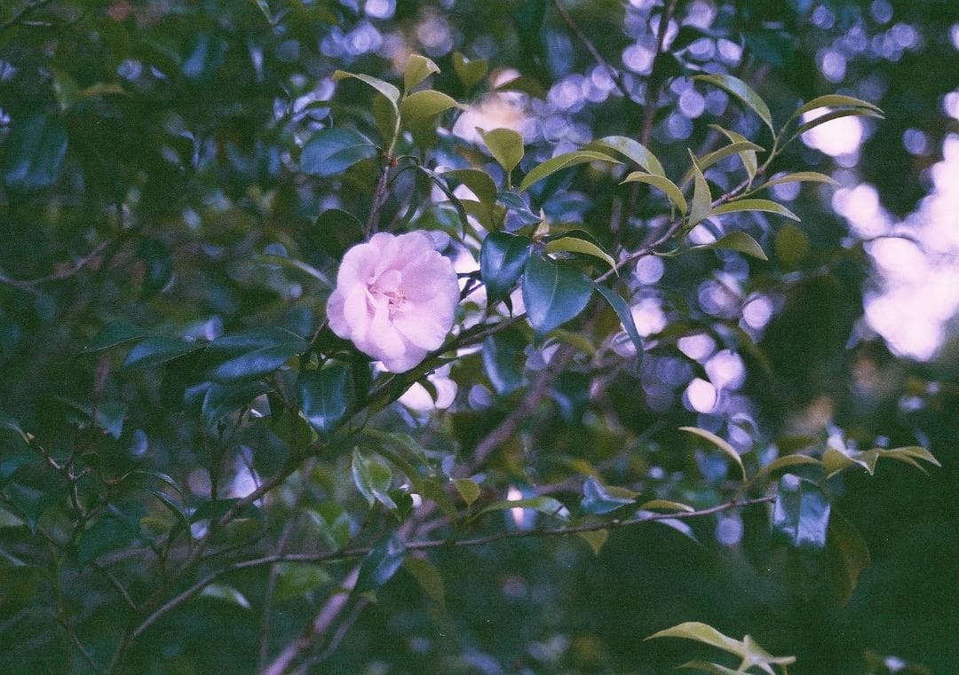 Canon EOS-1＋EF 28-80mm F2.8-4 L オートフォーカス