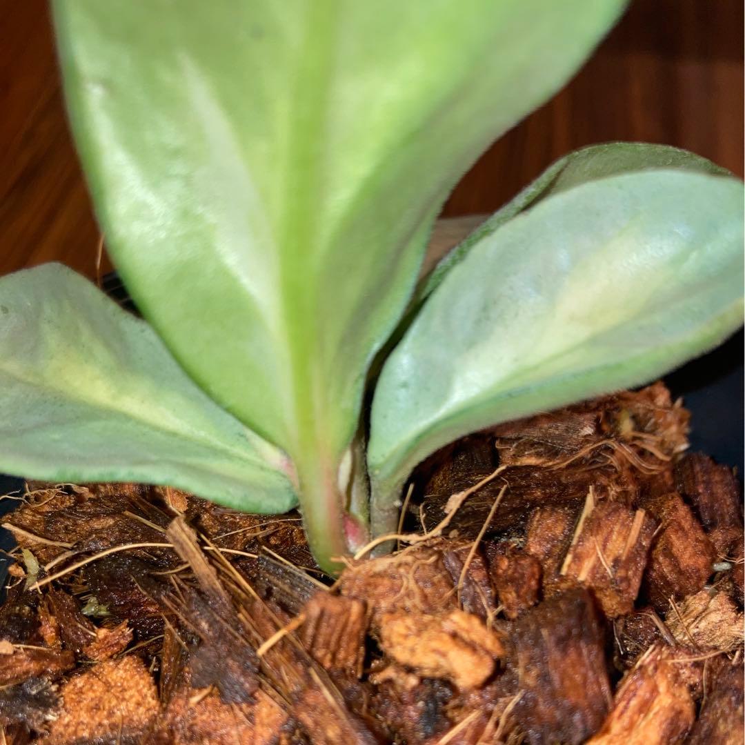 ホヤ アルゲンティア プリンセス - メルカリ