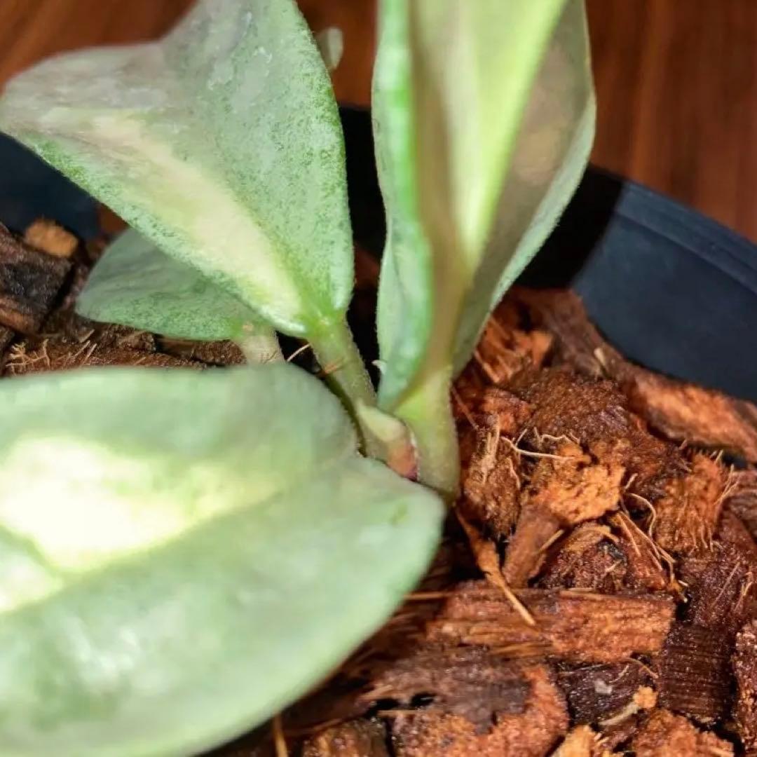 ホヤ アルゲンティア プリンセス - メルカリ