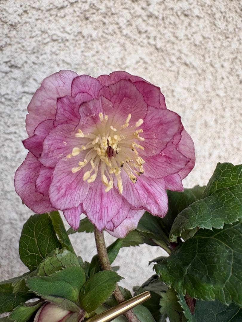 シンキロウhyb dd 大木ナーサリー クリスマスローズ タグ 開花株