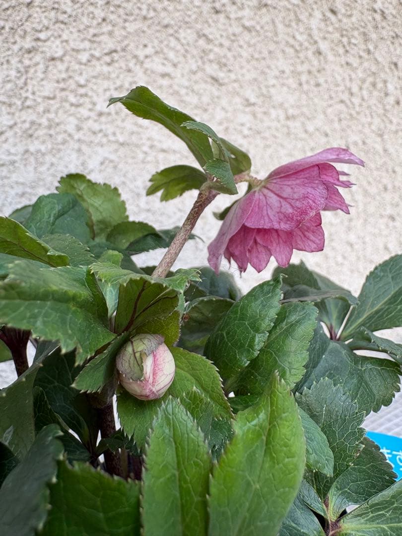 シンキロウhyb dd 大木ナーサリー クリスマスローズ タグ 開花株