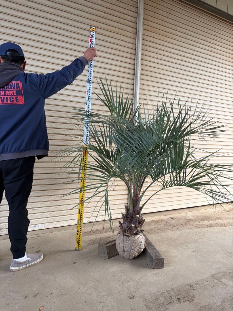 ココスヤシ 根鉢上から150cm