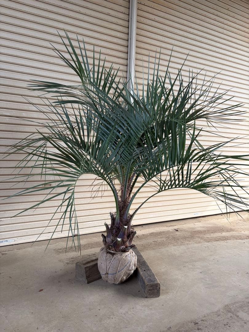 ココスヤシ 根鉢上から150cm