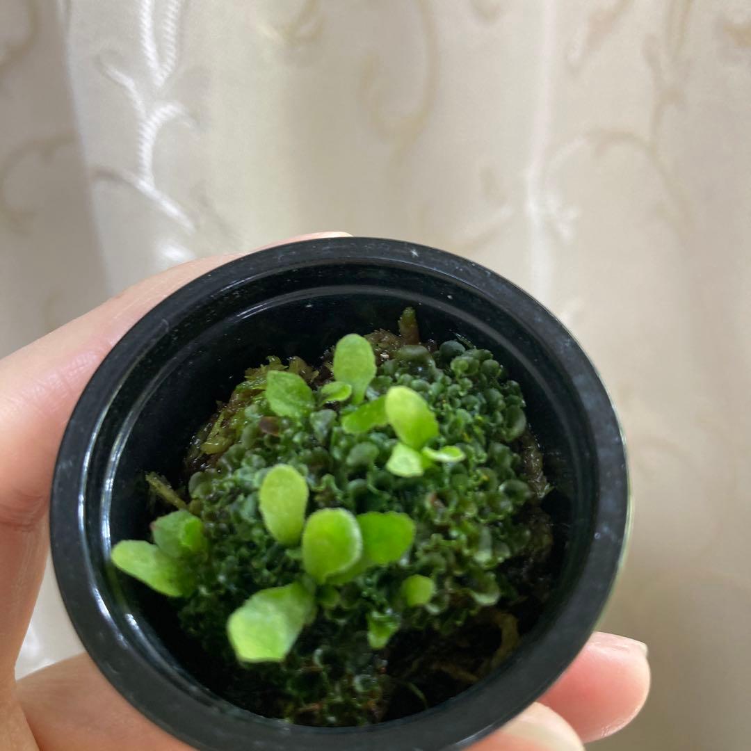 ビカクシダ P.Willinckii OMG 前葉体 胞子体 C - メルカリ