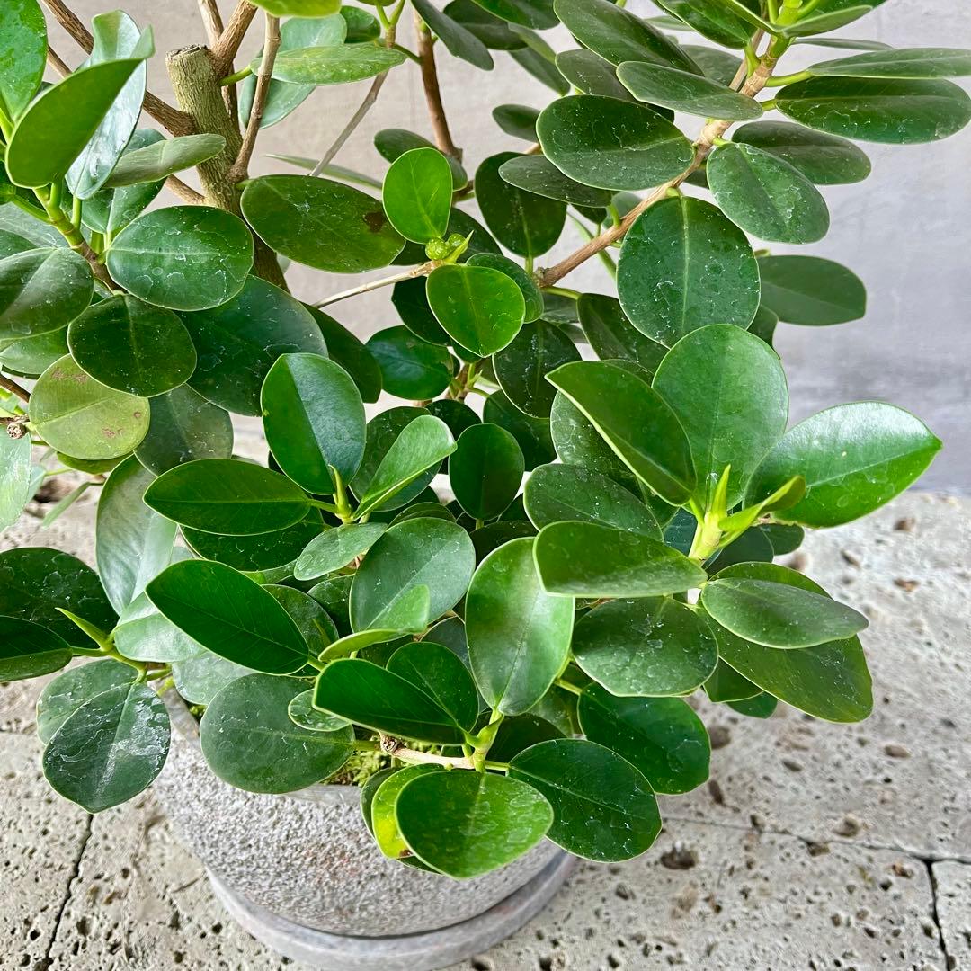 パンダガジュマル 天然苔 盆栽仕立て 陶器鉢 植え込み発送 - メルカリ