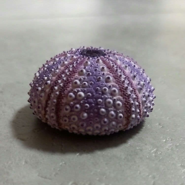 Arbacia nigra(Tetrapygus nigra) ウニ殻 - メルカリ