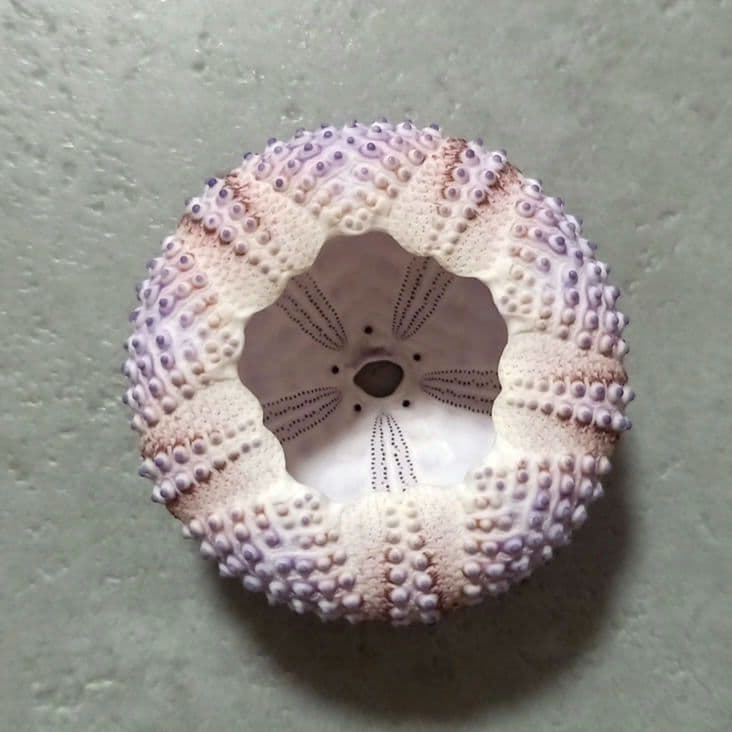 Arbacia nigra(Tetrapygus nigra) ウニ殻 - メルカリ