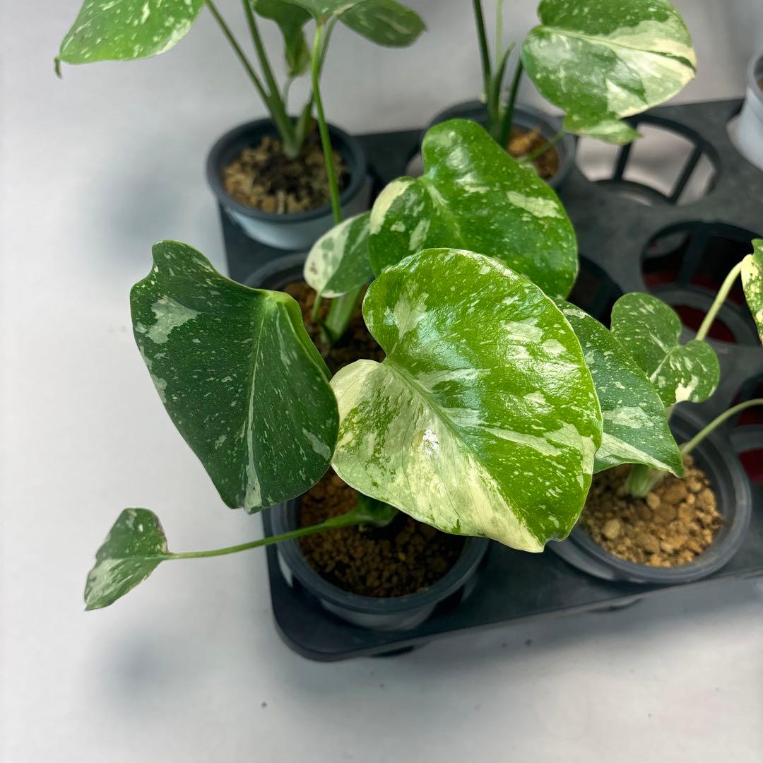 a17モンステラ・タイコンステレーション5株➕バールマルクスフレーム3株