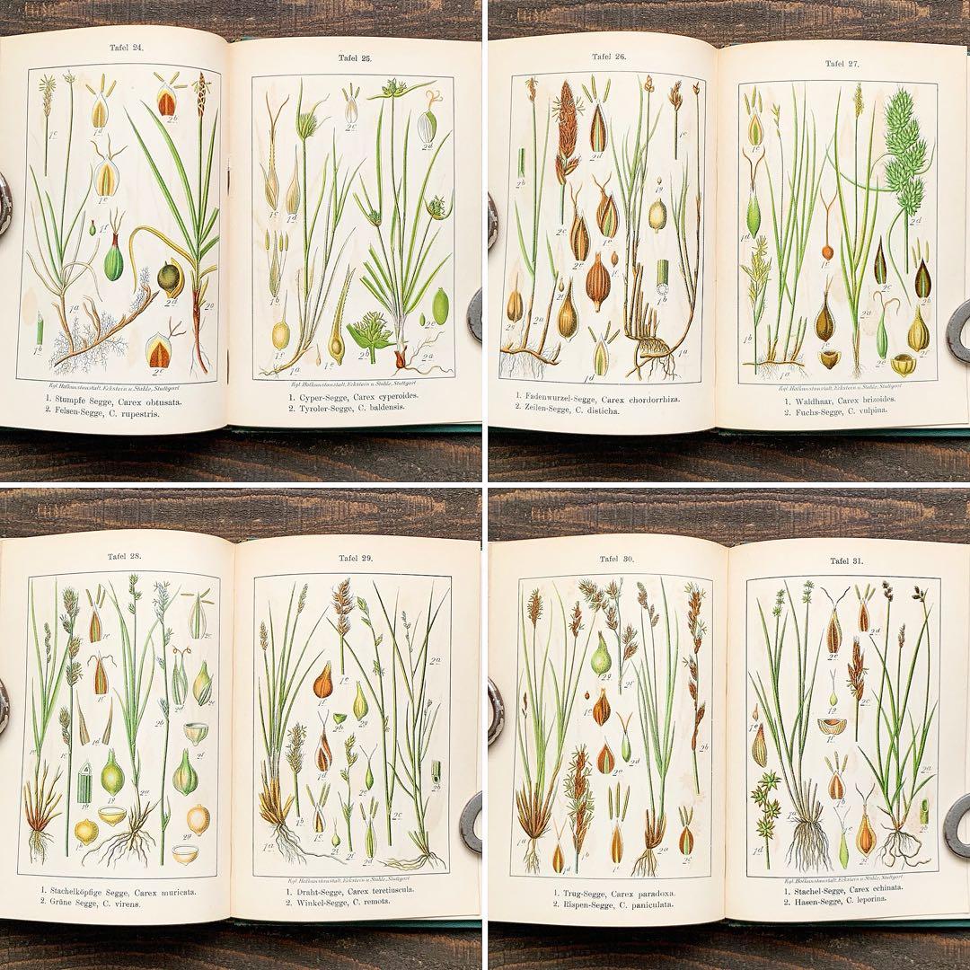 1900年]ドイツの古い植物図鑑/植物画 ボタニカルアート リトグラフ
