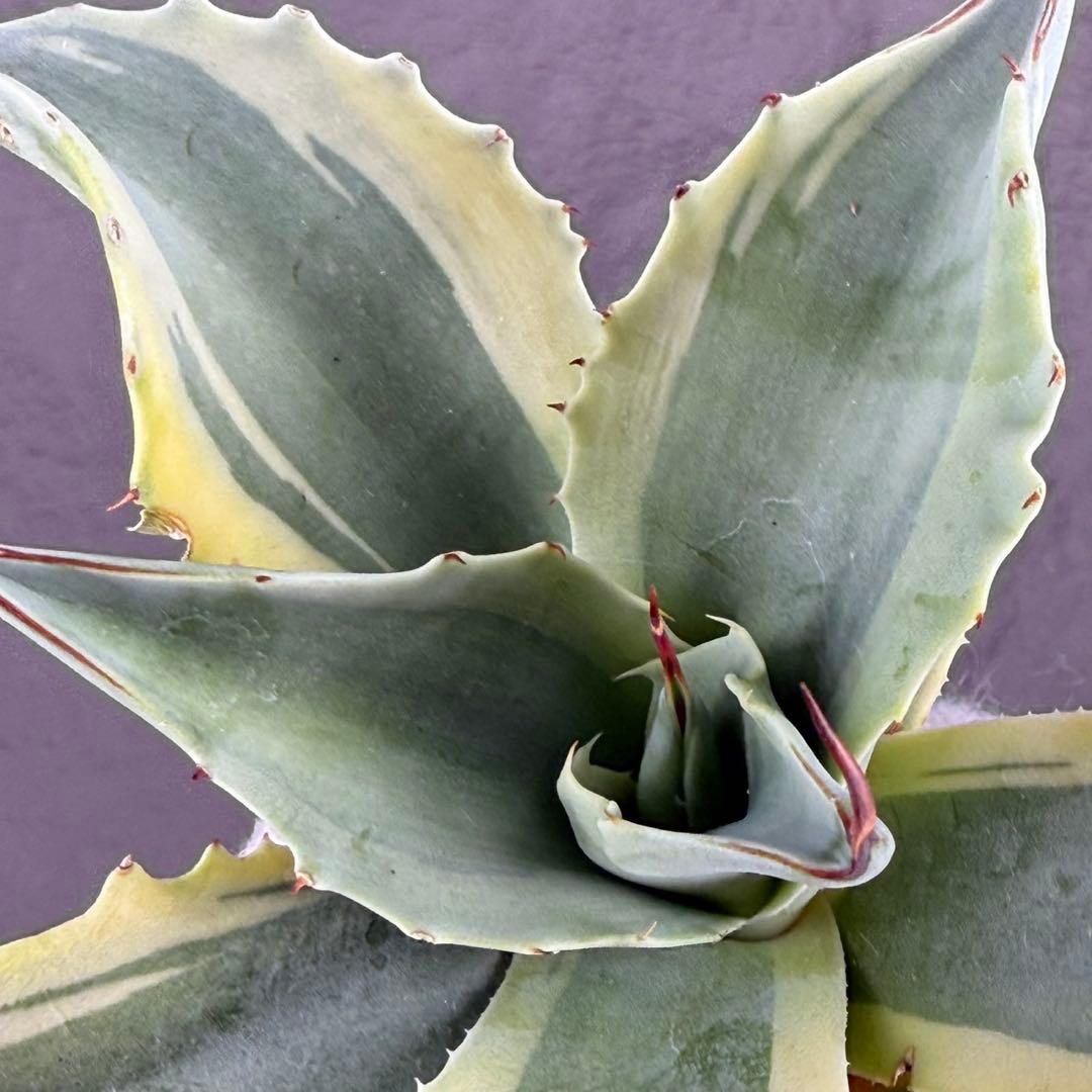 G*n様 【アガベ オバティフォリア“オルカ”】地植え/-18℃まで/極上　L2