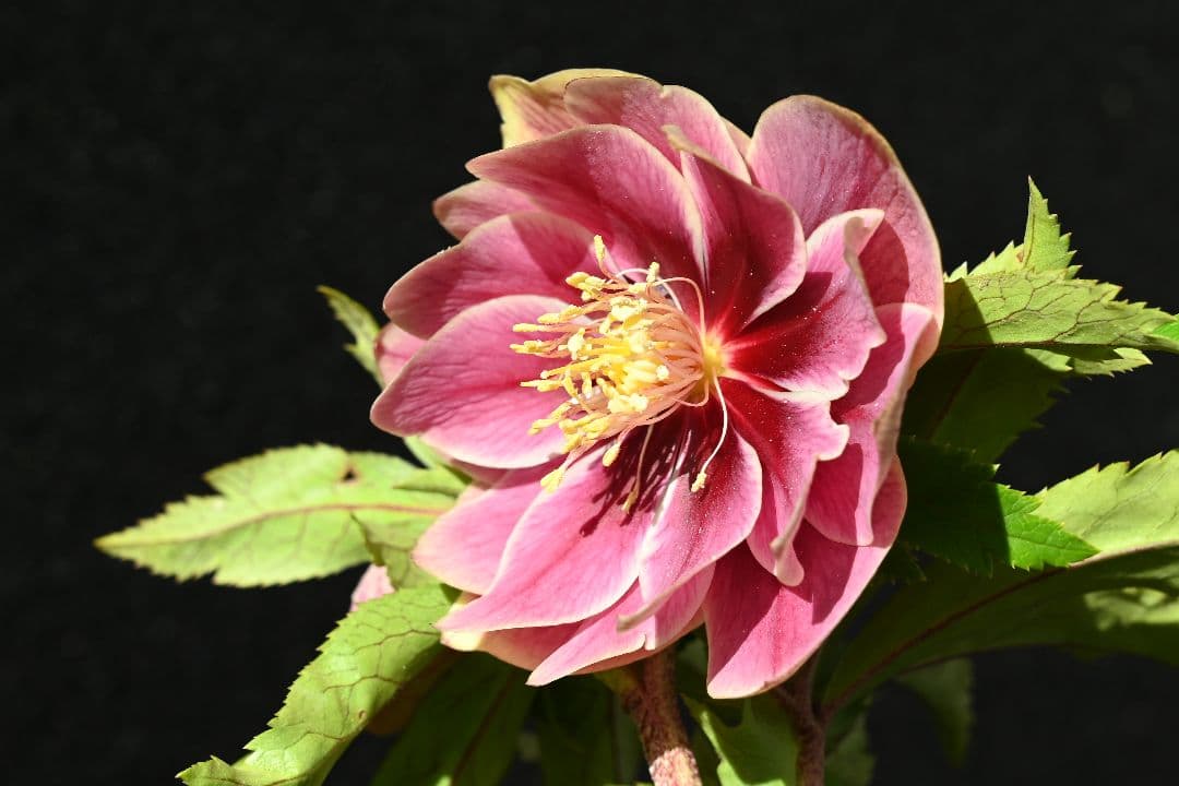 クリスマスローズ ddエクリプス系レッドゴールド 加藤農園