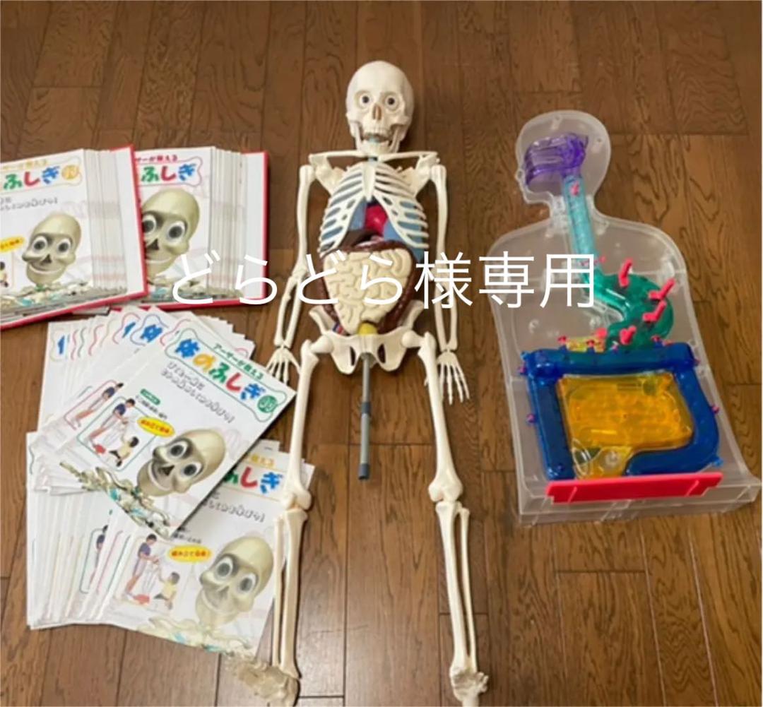 体のふしぎ 人体模型アーサー 消化のしくみ 冊子 - メルカリ