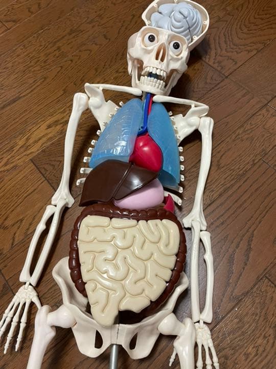 体のふしぎ 人体模型アーサー 消化のしくみ 冊子 - メルカリ