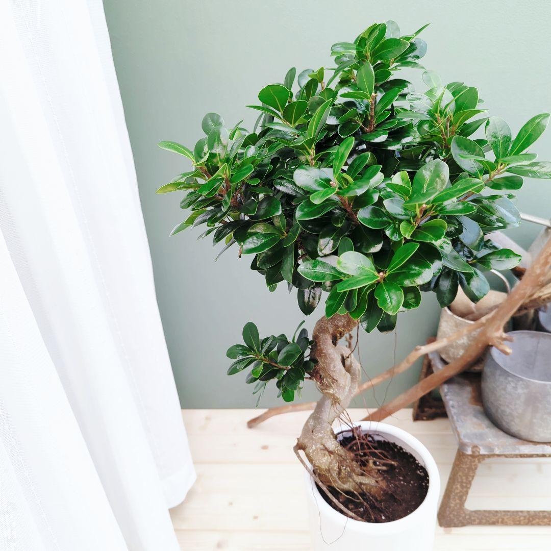 曲がりガジュマル (現品) 根上がり 曲線 空間浄化インテリアグリーン